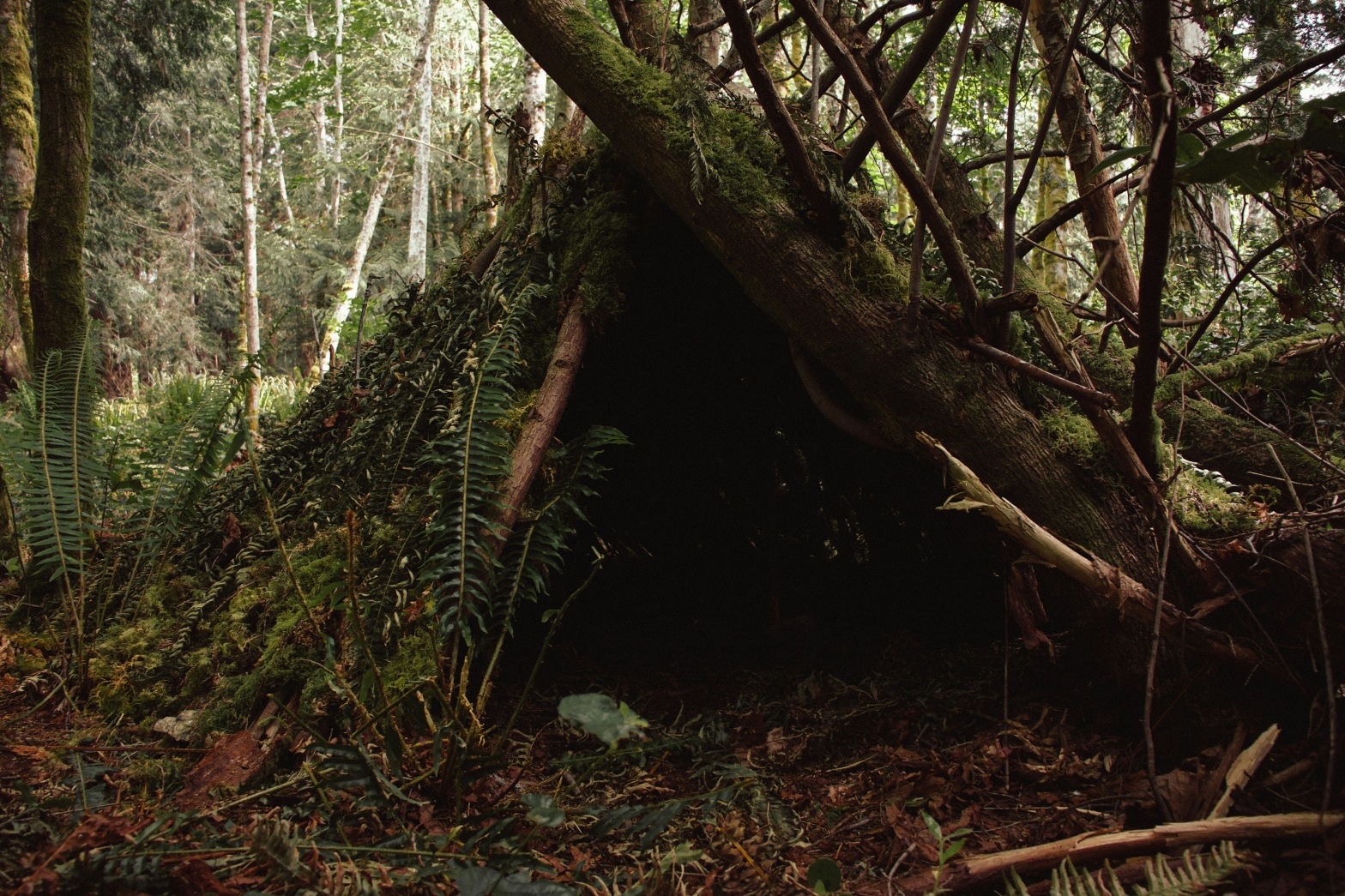 A shelter in the woods by Aedrian on Unsplash